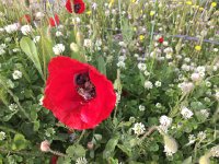 2017-04-10 09-24-31 bf0e4998  poppy with iPad (and bee)